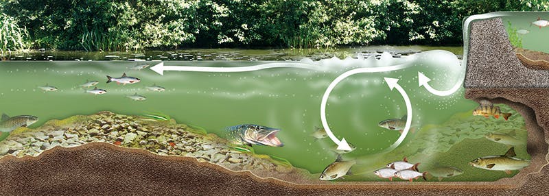 YOUR GUIDE TO FISHING A WEIR POOL Angling Times